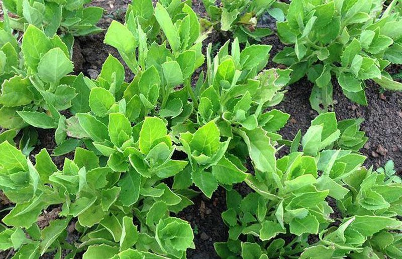 Ba loại rau trước nhổ vứt đi nay giá hàng trăm nghìn