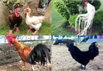 Bốn giống gà 'đắt cắt cổ' vẫn được ưa chuộng tại Việt Nam