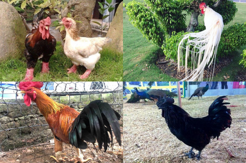 Bốn giống gà 'đắt cắt cổ' vẫn được ưa chuộng tại Việt Nam