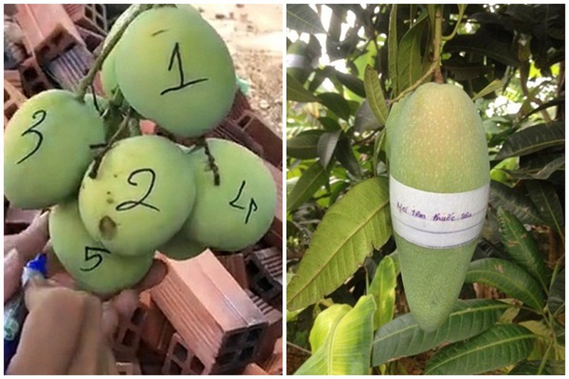 Dở khóc dở cười với chiêu độc lạ chống lại nạn 'xoài tặc'