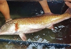 Sự thật về sủ vàng - loài cá quý hàng tỷ đồng ở Việt Nam