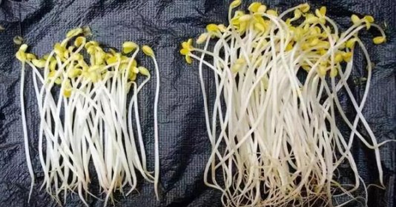 Giá đỗ có 3 dấu hiệu lạ này tuyệt đối không được mua