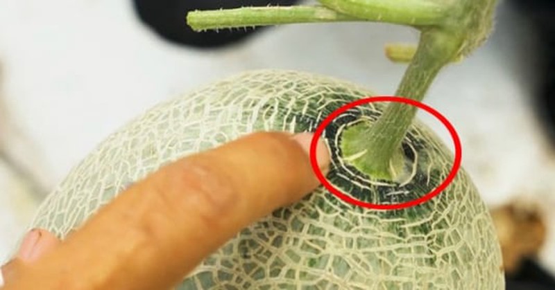 3 bí quyết chọn dưa lưới tươi ngon, ngọt lịm, giòn thơm