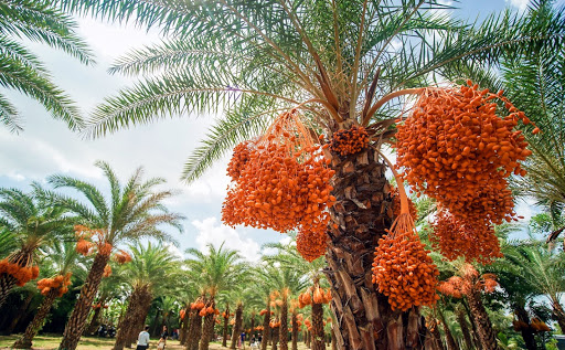 Loai qua quy toc o Dubai, noi khac chi trong de phu xanh dat trong-Hinh-10