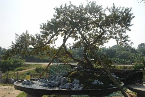 Thương vụ "sang tay" bonsai ổi dáng “kỳ quái” độc nhất vô nhị khiến đại gia mê mẩn - Ảnh 6.