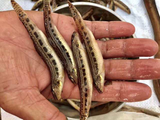 3 loai ca dac san hiem o mien nui, co tien cung kho mua-Hinh-7