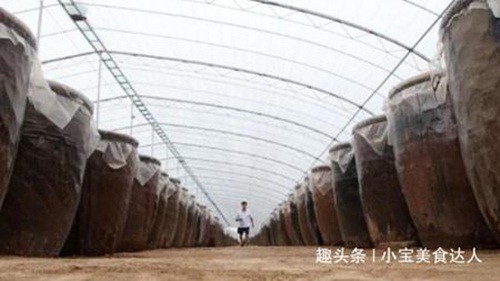 Bat ngo 3 loai qua nhin nhu dap thoi nhung gia