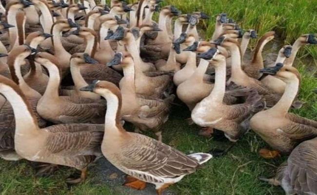 3 loai gia cam ten nhu manh thu giup nong dan kiem bon tien-Hinh-4