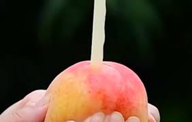 Dao cam ong hut gan 1 trieu dong/kg dang gay sot co gi dac biet?