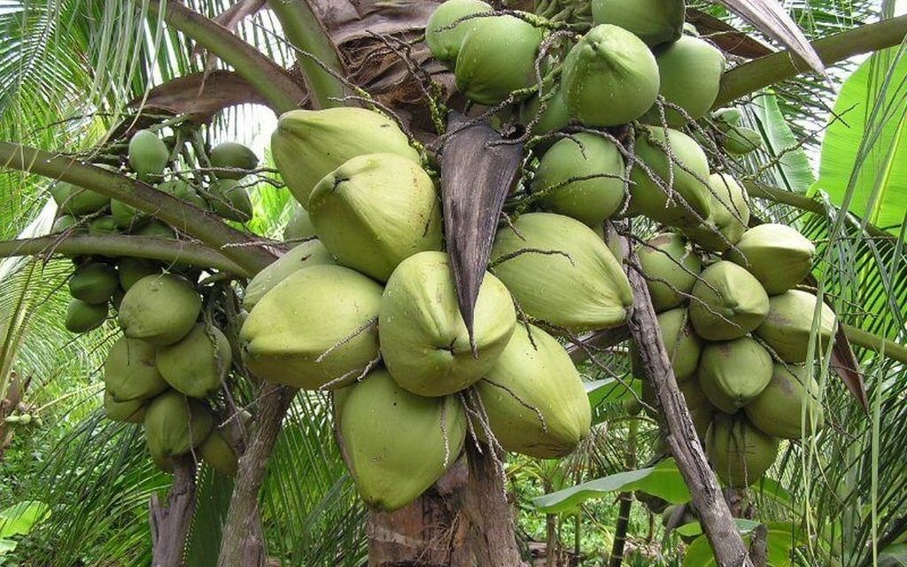 Ảnh chụp góc lạ của cây dừa khiến thanh niên phải thay điện thoại - 2sao