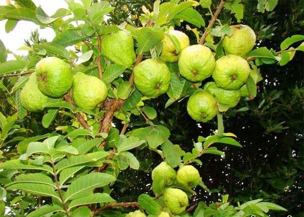 Diem danh nhung dac san mang ten “hoang toc” hai ra tien-Hinh-5