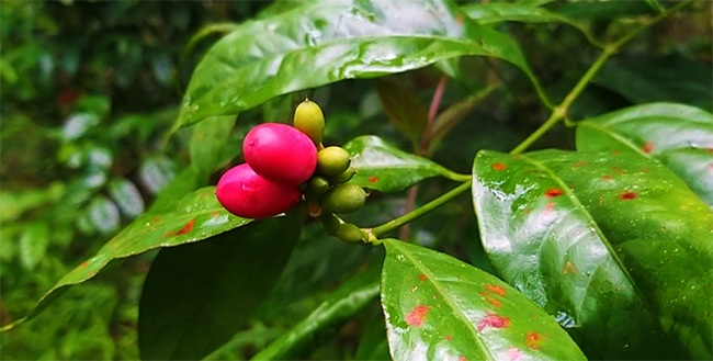 Nga ngua 6 loai rau dac san moc hoang gia dat hon thit