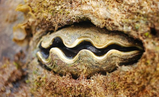 “Quai so” 50 trieu dong/con xon xao thi truong gia