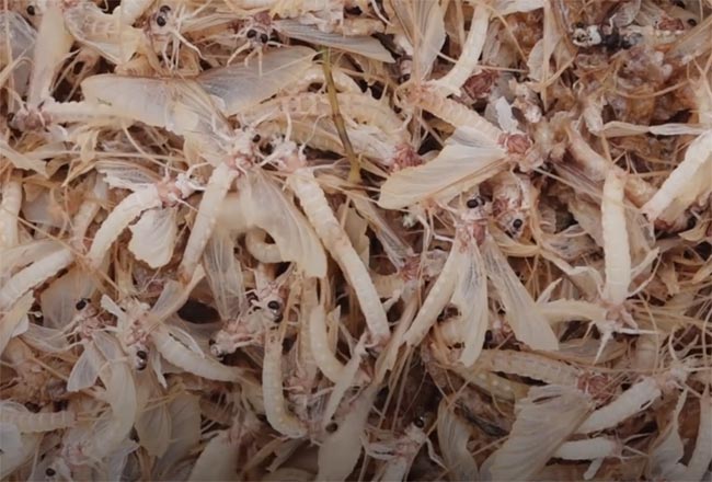 3 dac san Viet nhin ghe ron, bo lom ngom... gia nua trieu/kg-Hinh-10