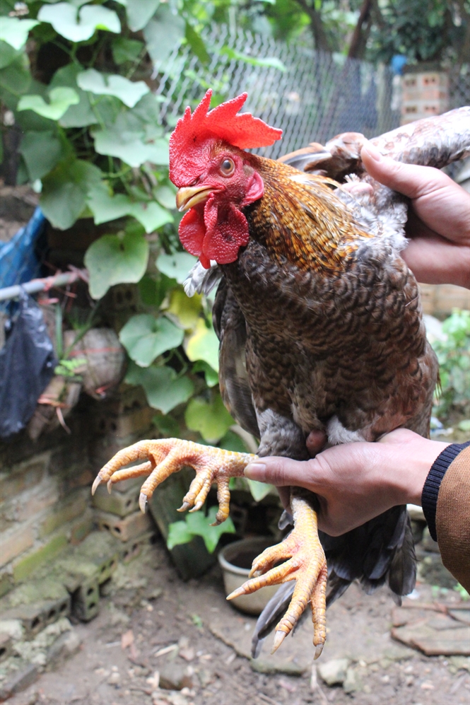 4 giong ga “dat cat co” van duoc ua chuong tai Viet Nam-Hinh-5