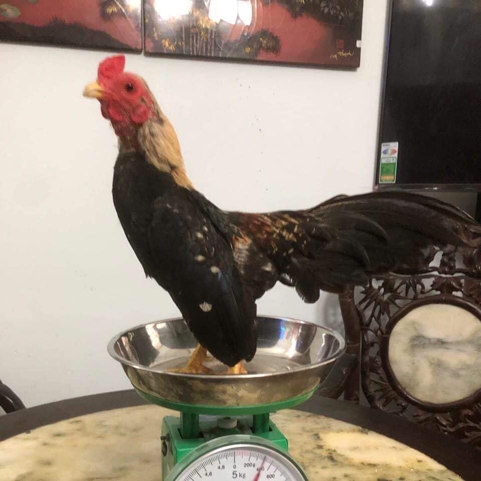 Ga tre Bac gia tram trieu hut dan choi Ha thanh co gi dac biet?-Hinh-8