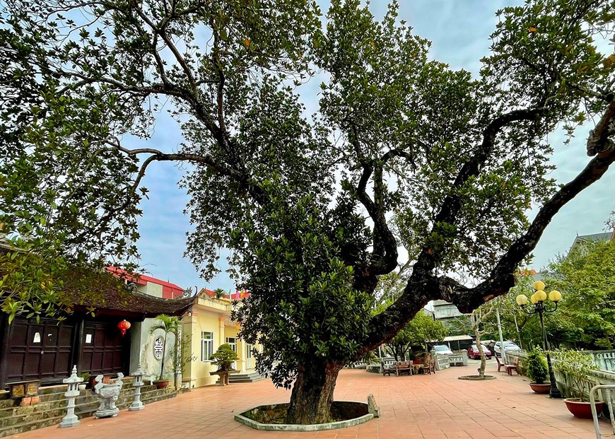 Cận cảnh cây mít 500 tuổi dáng cổ quái ở Hà Nội