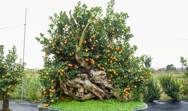 Chiem nguong quat ghep go lua tram trieu phuc vu dai gia choi Tet-Hinh-3