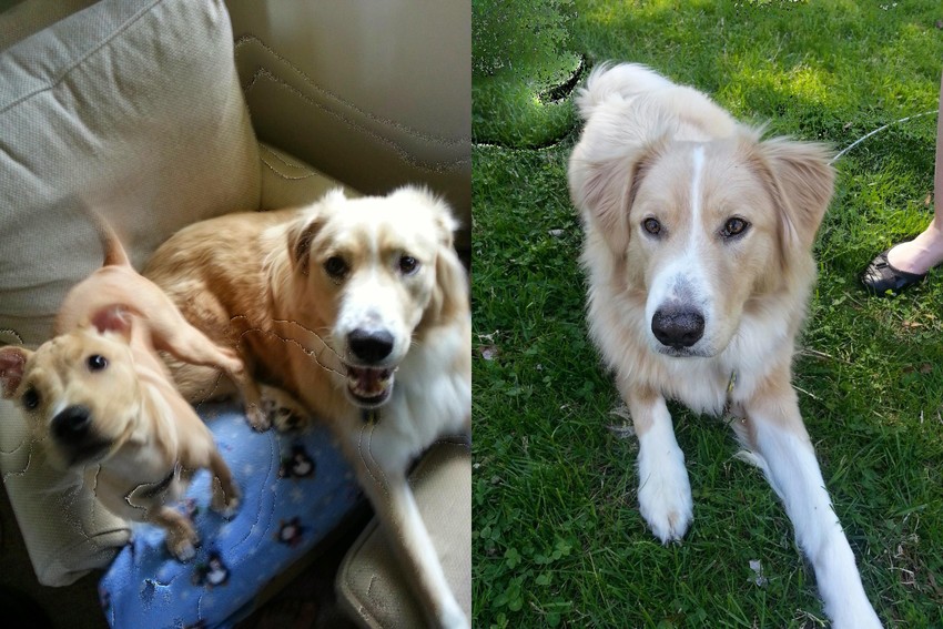 Một số hình ảnh trên Google Photos bị lỗi. Ảnh: Reddit