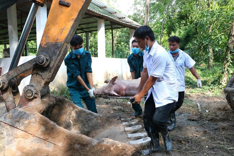 Bêu tên nơi giết mổ, buôn bán heo bệnh, heo chết