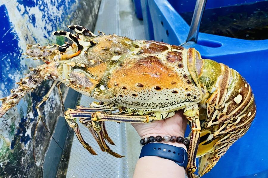 Cận cảnh tôm hùm Caribe giá 10 triệu/con lần đầu về Việt Nam
