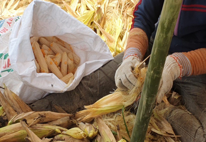 ‘Chuyện lạ’ ở Đắk Nông: Trồng bắp toàn… cùi, không hạt - ảnh 4