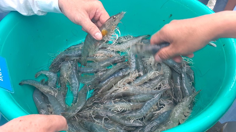 Giá tôm 'nhảy múa' theo giãn cách xã hội - ảnh 1