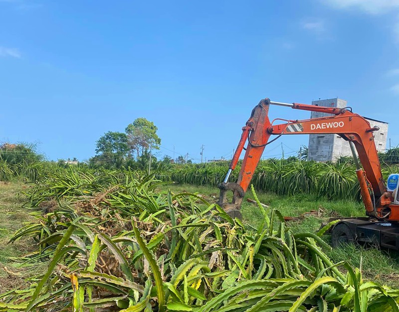 Hàng ngàn hecta thanh long bị phá bỏ ở Bình Thuận - ảnh 1