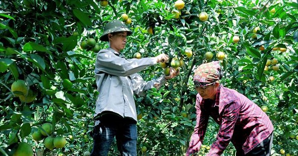 Xuất hiện cam 'trái vụ' bán chạy hơn cam Vinh, Cao Phong dịp Tết Nguyên đán