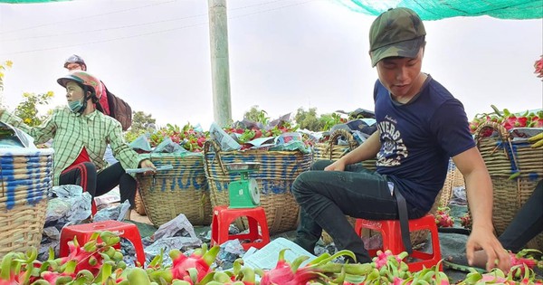 Chủ kho lạnh ngừng mua thanh long, dân lao đao