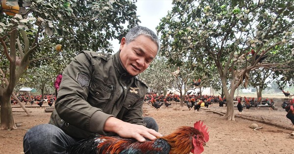 Kỹ nghệ chăn gà 'tiến vua'