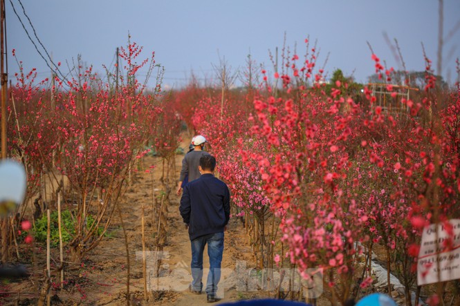 Đào bung nở, làng Nhật Tân nghẽn lối vào ngày cận Tết - ảnh 2