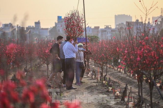 Đào bung nở, làng Nhật Tân nghẽn lối vào ngày cận Tết - ảnh 3