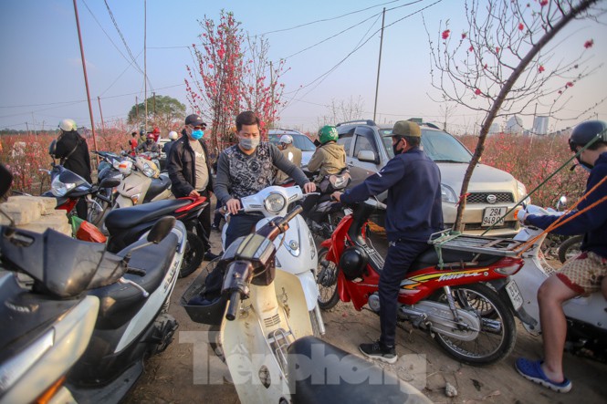 Đào bung nở, làng Nhật Tân nghẽn lối vào ngày cận Tết - ảnh 7