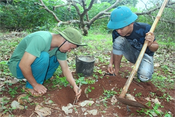 Săn bọ cạp như bắt cào cào ở đại ngàn Tây Nguyên