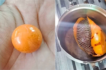 Cắn trúng viên ngọc trai màu cam tiền tỉ khi đang ăn ốc luộc