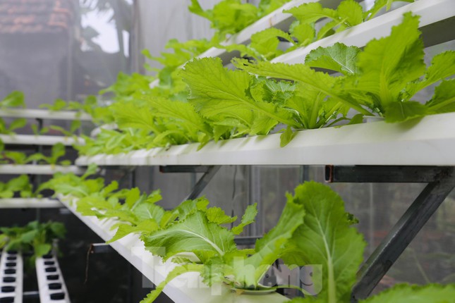 Chàng trai 8x tiên phong với mô hình trồng rau không cần đất ảnh 5