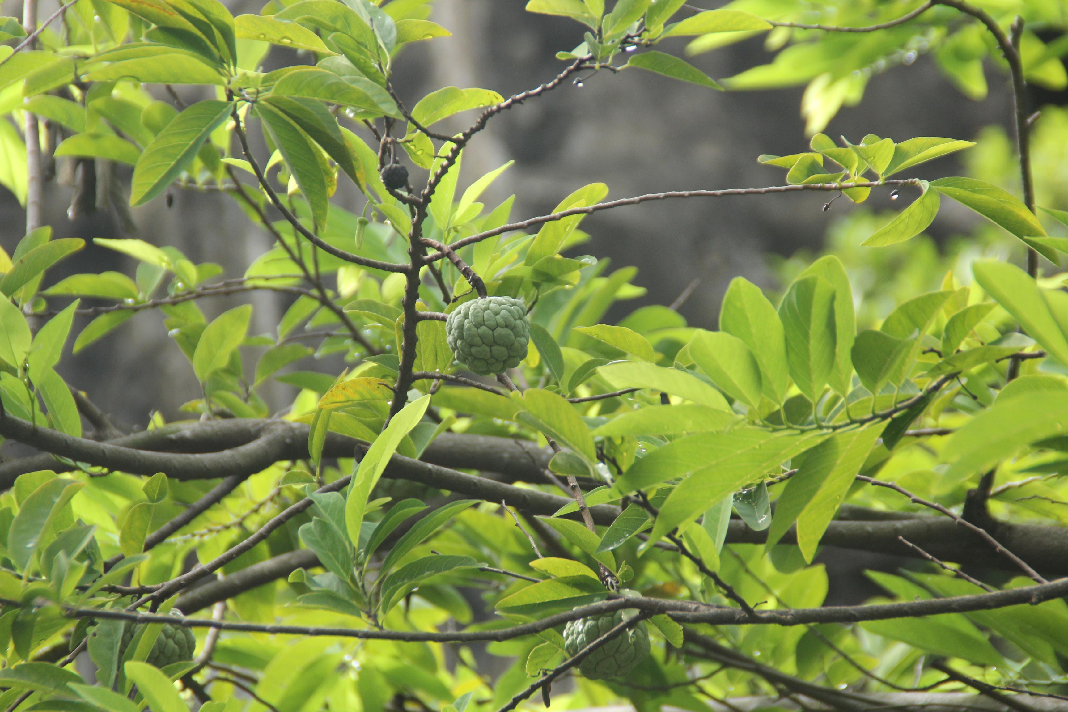 Vị tiến sỹ dành 7 năm phục dựng kinh thành Huế trên đất Sài thành ảnh 20