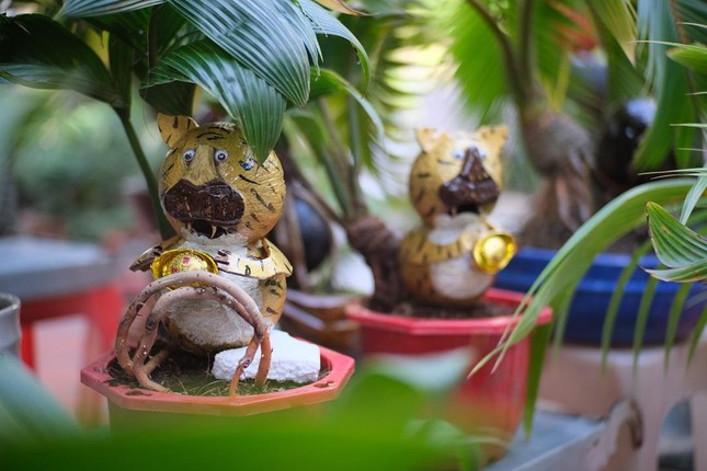Chiêm ngưỡng dừa bonsai hình hổ thu hút khách trước Tết Nhâm Dần ảnh 4