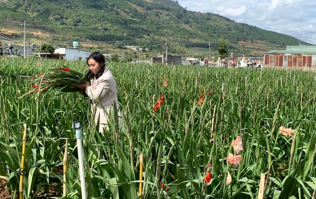 Chuyện chưa từng có ở làng hoa lay ơn lớn nhất nước ảnh 2