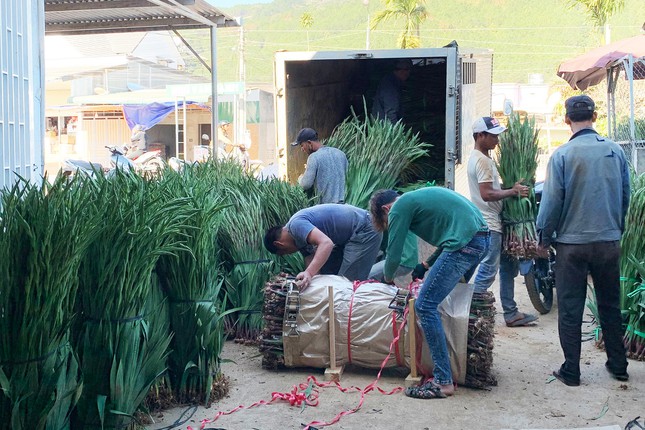 Chuyện chưa từng có ở làng hoa lay ơn lớn nhất nước ảnh 3