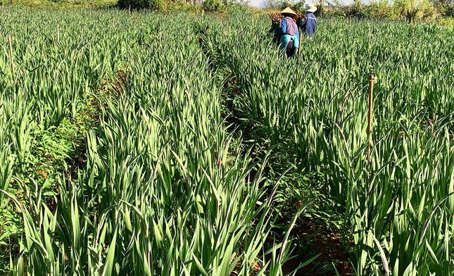 Chuyện chưa từng có ở làng hoa lay ơn lớn nhất nước ảnh 4