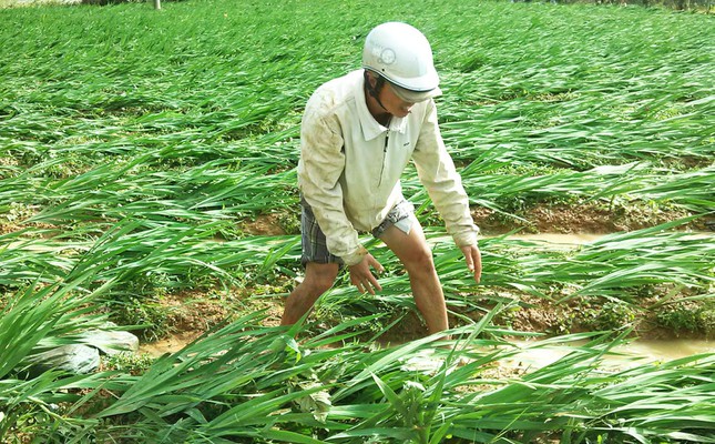 Chuyện chưa từng có ở làng hoa lay ơn lớn nhất nước ảnh 5