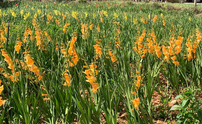 Chuyện chưa từng có ở làng hoa lay ơn lớn nhất nước ảnh 7