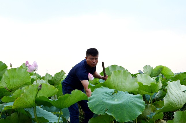 Giàu lên từ trồng sen ảnh 1