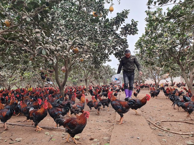 Kỹ nghệ chăn gà 'tiến vua' ảnh 2