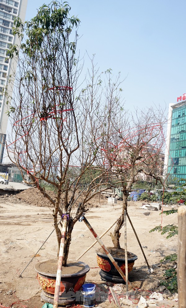 Dân buôn giới thiệu đào cổ thụ trồng ở Sơn La giá hơn 30 triệu đồng - ảnh 12