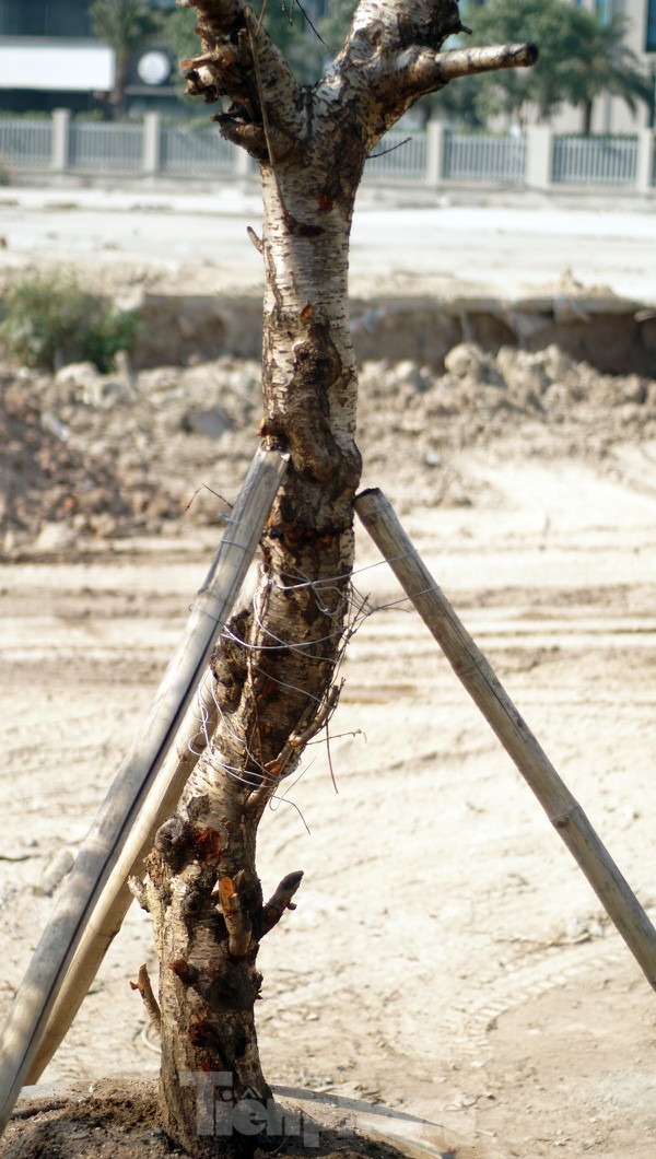 Dân buôn giới thiệu đào cổ thụ trồng ở Sơn La giá hơn 30 triệu đồng - ảnh 7