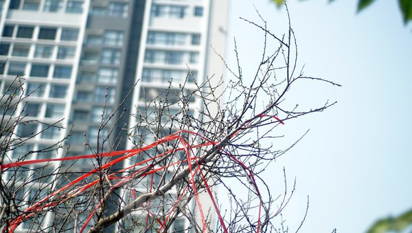 Dân buôn giới thiệu đào cổ thụ trồng ở Sơn La giá hơn 30 triệu đồng - ảnh 5