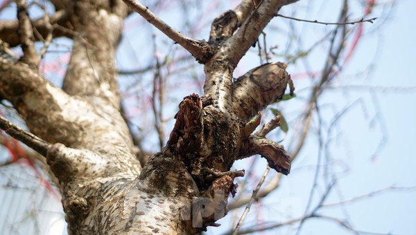 Dân buôn giới thiệu đào cổ thụ trồng ở Sơn La giá hơn 30 triệu đồng - ảnh 8